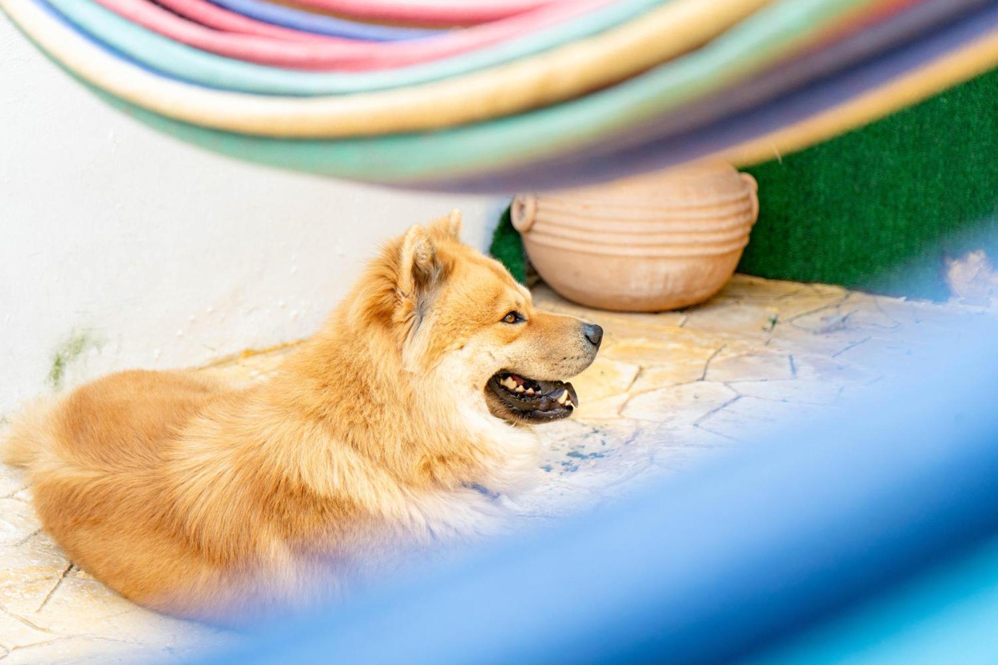 Buenosdias Izamal Bed & Breakfast エクステリア 写真